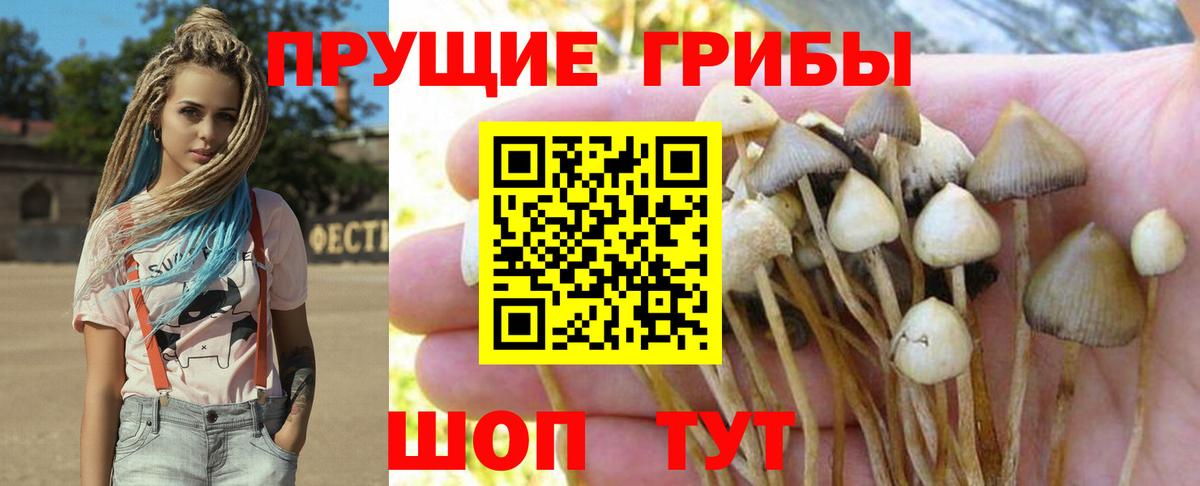 Галлюциногенные грибы Psilocybine cubensis Красногорск